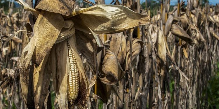 Dünyada gıda fiyatları geçtiğimiz yıl kayıtlardaki en yüksek seviyeye ulaştı.