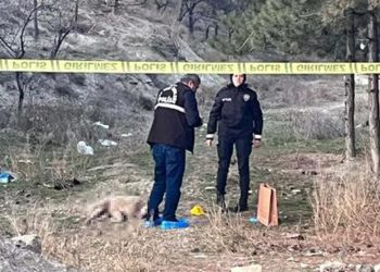 Hayvana şiddet durmuyor: Ankara'da dört köpek ateşli silahla öldürüldü