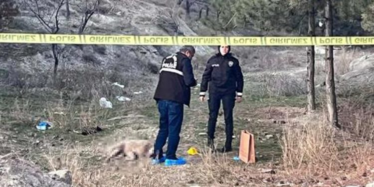 Hayvana şiddet durmuyor: Ankara'da dört köpek ateşli silahla öldürüldü