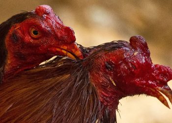 Hayvanları Koruma Derneği’ne horoz dövüşü baskını