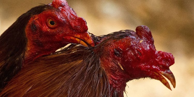 Hayvanları Koruma Derneği’ne horoz dövüşü baskını