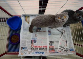 Hollanda kısa burunlu köpekler ile kıvrık kulaklı kedileri tamamen yasaklıyor