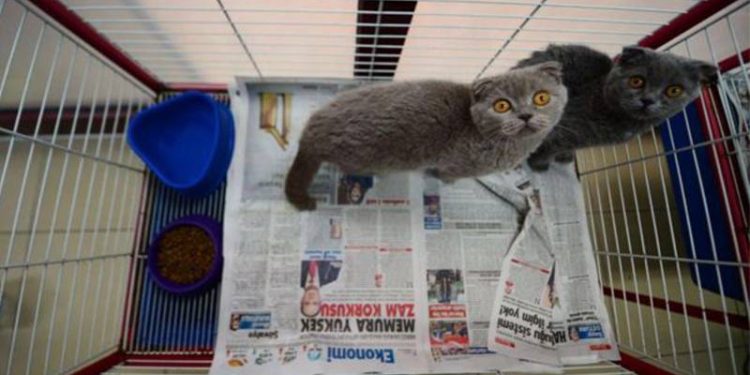 Hollanda kısa burunlu köpekler ile kıvrık kulaklı kedileri tamamen yasaklıyor