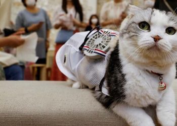 Hollanda kısa burunlu köpekler ile kıvrık kulaklı kedileri yasaklıyor