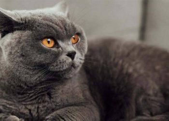 Hollanda’da kedilere mikroçip zorunluğu geliyor