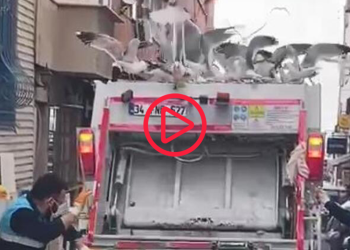 Kadıköy'de martılar çöp kamyonuna akın etti