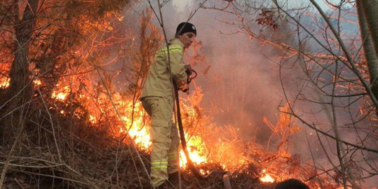 Karasu'da otlar tutuştu, yangın çam ormanına sıçradı