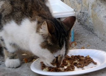 Kuru mama fiyatlarına dev zam!