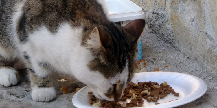 Kuru mama fiyatlarına dev zam!