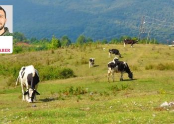 Maliyet arttı: Ulusal Süt Konseyi’nin süt fiyatı uzun vadeli çözüm olmayacak