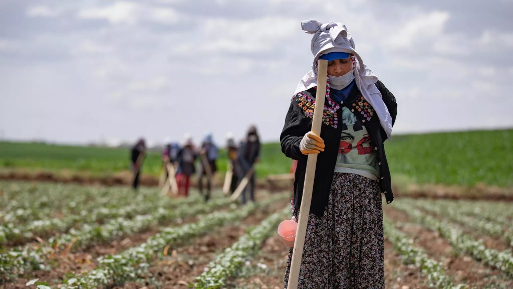 Maliyetler ve kuraklık, tarımsal üretimi sekteye uğrattı: Ekili alan miktarı düşüyor