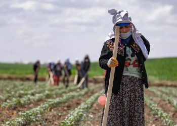 Maliyetler ve kuraklık, tarımsal üretimi sekteye uğrattı: Ekili alan miktarı düşüyor