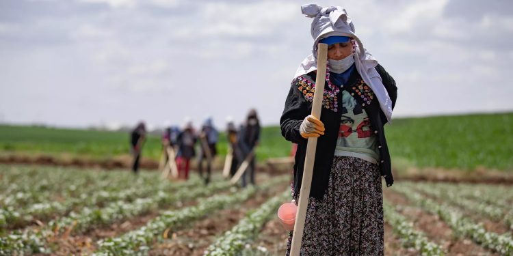 Maliyetler ve kuraklık, tarımsal üretimi sekteye uğrattı: Ekili alan miktarı düşüyor