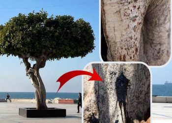 Mersin'deki sembol ağacın kurutulması davasında üç sanığa hapis cezası