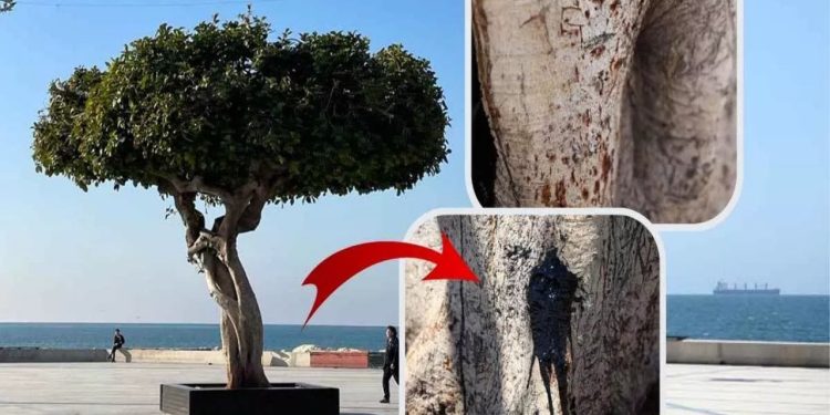 Mersin'deki sembol ağacın kurutulması davasında üç sanığa hapis cezası