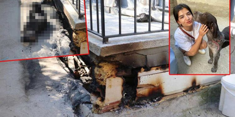 Paşa isimli köpeği kulübesinde diri diri yaktılar