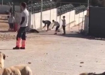 Savcılık, Konya’da köpeğin kürekle öldürülmesinde verilen cezayı az buldu, itiraz etti
