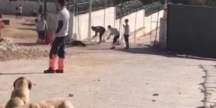 Savcılık, Konya’da köpeğin kürekle öldürülmesinde verilen cezayı az buldu, itiraz etti