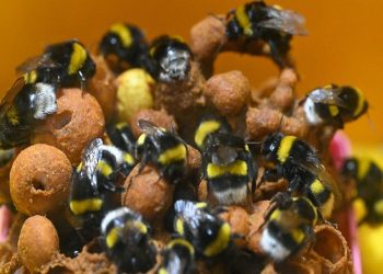 Seraların doğal işçileri 'bombus arıları' artık Van'da