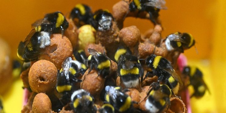 Seraların doğal işçileri 'bombus arıları' artık Van'da