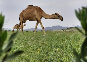 Suudi Arabistan'da aşırı yağışların ardından çöllük alanlar yeşerdi