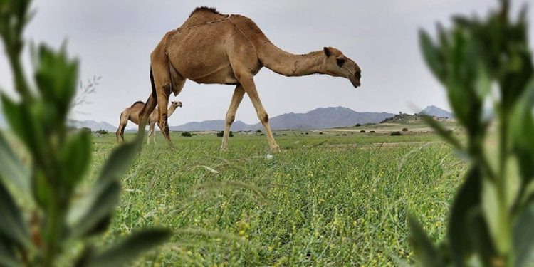Suudi Arabistan'da aşırı yağışların ardından çöllük alanlar yeşerdi
