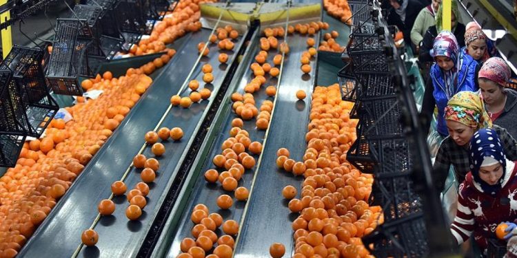 TÜİK açıkladı: Tarımda yıllık enflasyon 151'e yükseldi