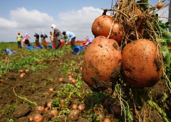 Tarımsal üretimde ‘kira’ en büyük gider kalemi haline geldi