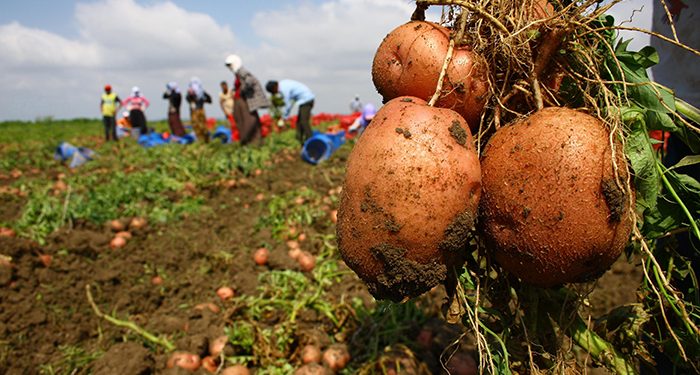 Tarımsal üretimde ‘kira’ en büyük gider kalemi haline geldi