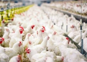 Tavuk eti üretimi, aylık bazda yüzde 0,6 azaldı. Yıllık bazda ise yüzde 1,4 arttı.