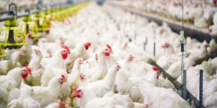 Tavuk eti üretimi, aylık bazda yüzde 0,6 azaldı. Yıllık bazda ise yüzde 1,4 arttı.