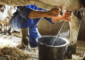 Ulusal Süt Konseyi'nden üreticiyi üzen karar: Çiğ süt fiyatı güncellenmedi