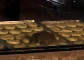 Yiyeceklerin üzerinde fare gezen işletme mühürlendi