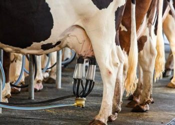 Zararına satışın faturası kabarıyor; süt üretimi kasımda yüzde 6,1 azaldı