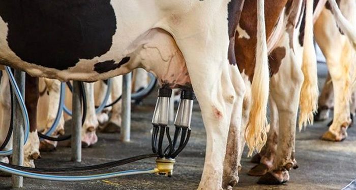 Zararına satışın faturası kabarıyor; süt üretimi kasımda yüzde 6,1 azaldı