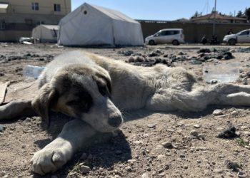 İki ayağı kırılan yavru köpek tedavi edilmeyi bekliyor