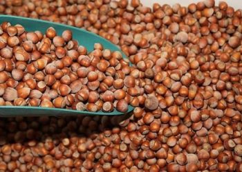 TMO’dan fındık üreticisine darbe!