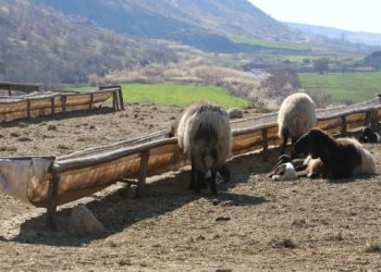 Saman alabilmek için koyunlarını satıyorlar