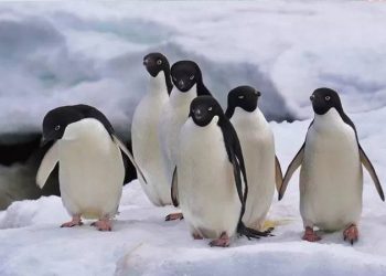 Antarktika'daki buzullar rekor derecede düşük düzeylerde