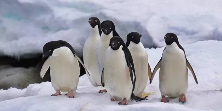 Antarktika'daki buzullar rekor derecede düşük düzeylerde