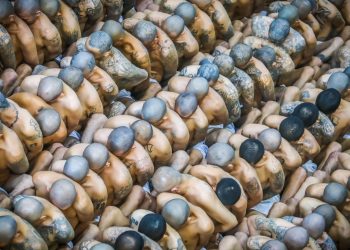 El Salvador binlerce dövmeli mahkumu teşhir etti