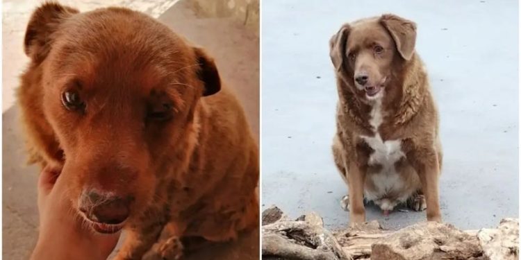 Bobi adlı 30 yaşındaki bir köpek, Guinness Dünya Rekorları tarafından dünyanın gelmiş geçmiş en yaşlı köpeği ilan edildi.