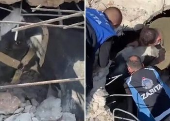 Hatay'da bir inek 17 gün sonra enkazdan sağ çıkarıldı