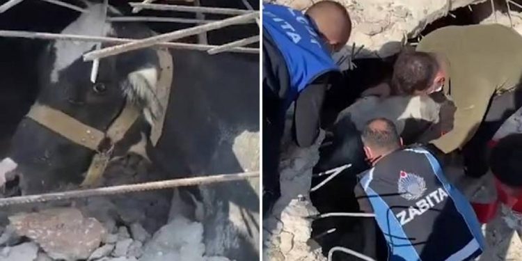 Hatay'da bir inek 17 gün sonra enkazdan sağ çıkarıldı