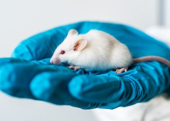 Beyin hastalıklarında çığır açacak araştırma: İnsan beyin dokusu farelerde çalıştı