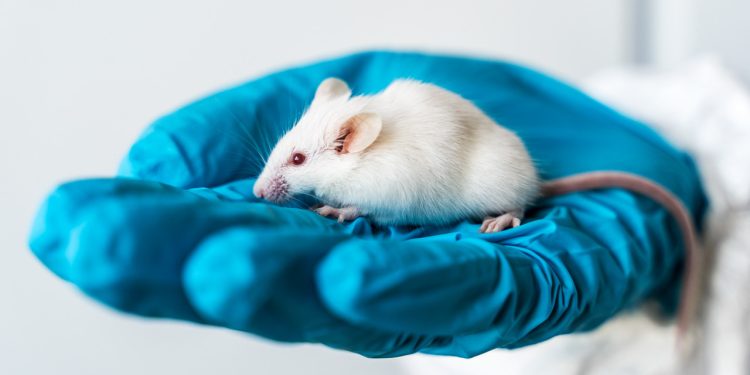 Beyin hastalıklarında çığır açacak araştırma: İnsan beyin dokusu farelerde çalıştı