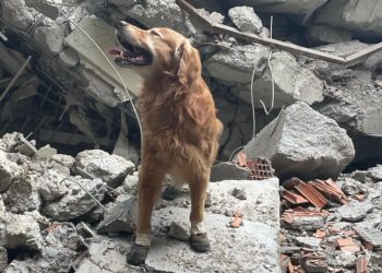 İsveç'ten gelen Killian isimli köpek 17 kişiyi kurtardı