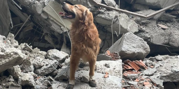 İsveç'ten gelen Killian isimli köpek 17 kişiyi kurtardı