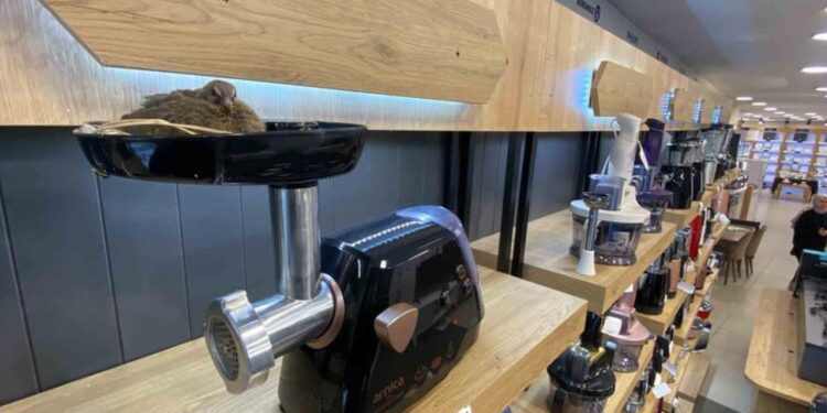 İzmit'te mağazadaki kıyma makinesine yuva yapan kuşun yavruları oldu