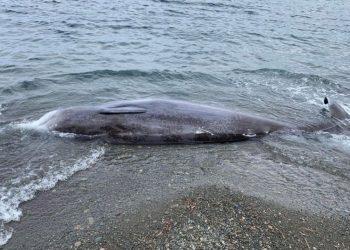 Kıbrıs sahillerine depremden etkilendiği sanılan ölü balinalar vurdu